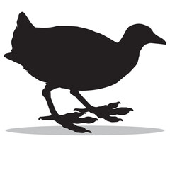 Coot Silhouette, cute Coot Vector Silhouette, Cute Coot cartoon Silhouette, Coot vector Silhouette, Coot icon Silhouette, Coot Silhouette illustration, Coot vector																									