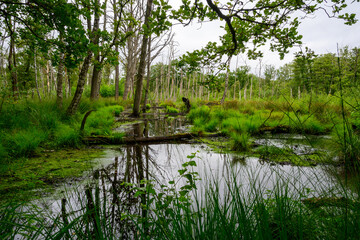 Landscape photo of swamp water in the forest, with green plants.