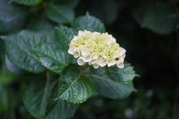 	風に揺れるアジサイ