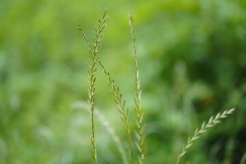 風に揺れるホソムギ