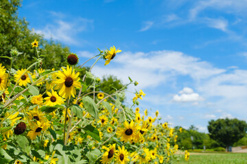 公園とひまわり畑　サンフィニティ　奈良県