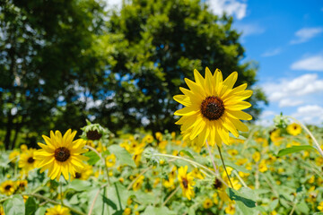 公園とひまわり畑　サンフィニティ　奈良県