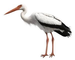 stork on transparent background