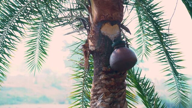  Indian village the intricate process of making jaggery from date tree sap is captured, showcasing tradition and craftsmanship.