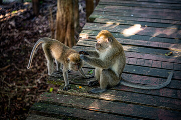crab eating macaque on the wooden bridge