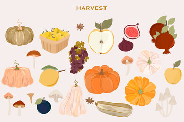 Collection of autumn harvest, pumpkin, apple, fig, grape, pomegranate, plum, mushrooms. Botanical autumn set. Editable vector illustration.