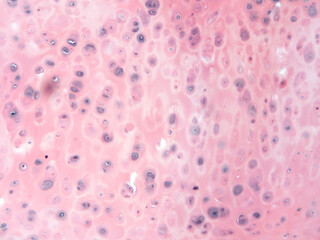 picture of histology human tissue with microscope from laboratory (not Illustration Designation)