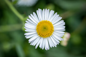 Bellis perennis is a common European species of daisy, from the family Asteraceae.