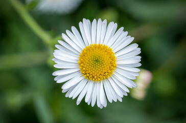 Bellis perennis is a common European species of daisy, from the family Asteraceae. © Jagat Stock