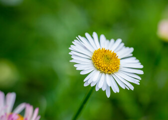 Bellis perennis is a common European species of daisy, from the family Asteraceae.