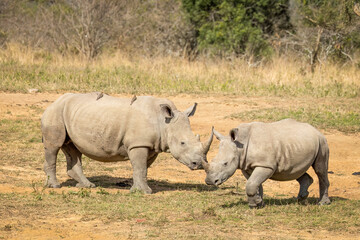 White rhinos, one fairly young, standing together while two oxpecker birds ride on the back of the larger female.