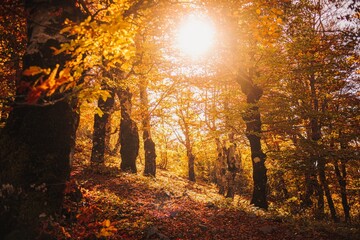 Obraz premium Autumn forrest hiking trail with warm sunlight