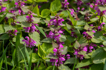 Deaf nettle blooming in a forest, Lamium purpureum. Spring purple flowers with leaves close up