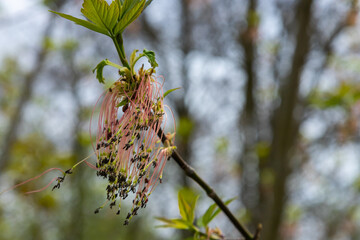 The ash-leaved maple Acer negundo flowers in early spring, sunny day and natural environment, blurred background