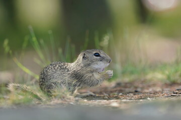 Young european ground squirrel in the nature habitat. (Spermophilus citellus). Wildlife scene from european nature.