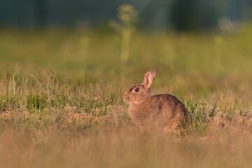 A European rabbit in the nature habitat. Oryctolagus cuniculus. Wildlife scene from nature. Portrait of a European rabbit.