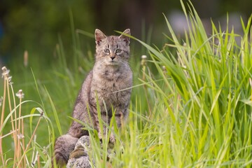 A beautiful tabby cat sitting on a stone. 