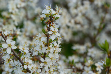 Prunus spinosa, Sloe white flowers in spring. Wild plant from the Rosaceae family witch produces edible berries in late autumn