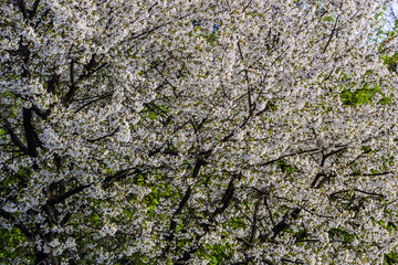 Selective focus of beautiful branches of cherry blossoms on the tree under blue sky, Beautiful Sakura flowers during spring season in the park, Floral pattern texture, Nature background