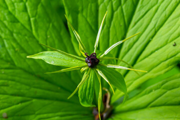 Paris quadrifolia. Flower close-up of the poisonous plant, herb-paris or the knot of true lovers. Blooming grass Paris. Crow's eye or raven eye, poisonous berry in the forest