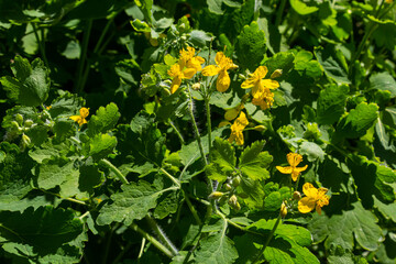 Macro photo of nature yellow flowers of celandine. Background blooming flowers plant celandine