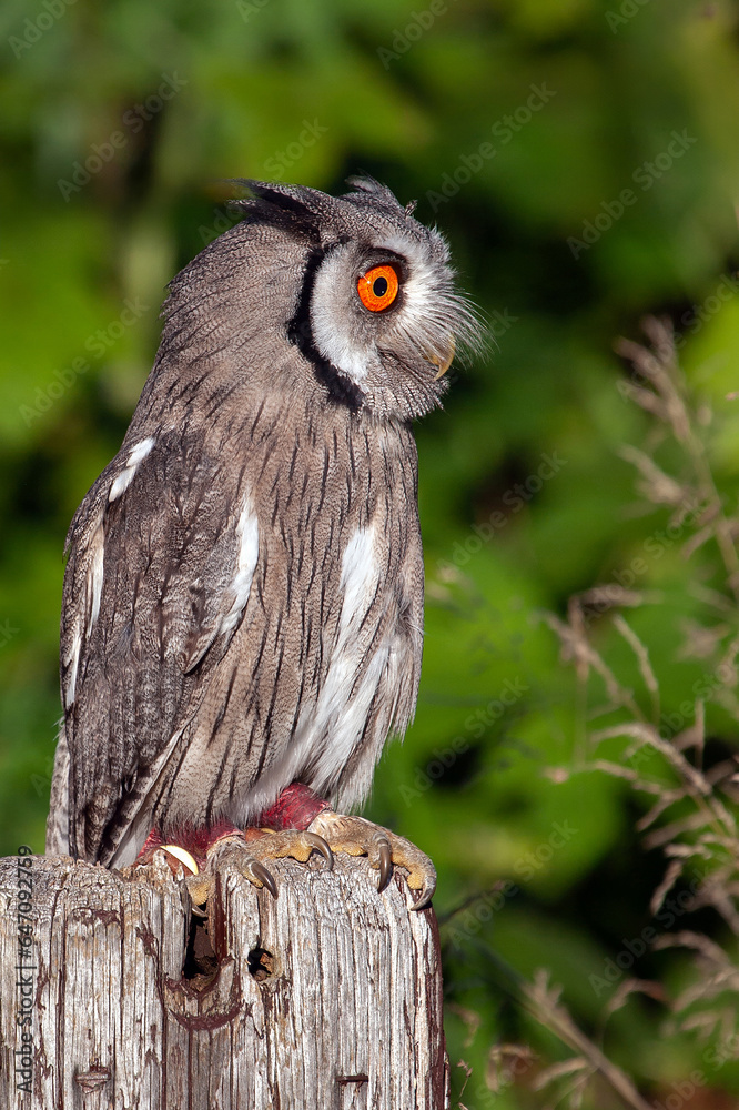 Poster a full length portrait of a white faced scope owl as it perches on a wooden post. it is looking to t