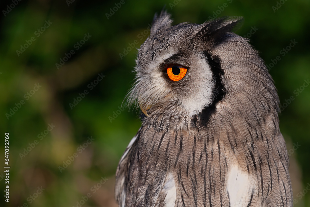 Poster A close up half length profile portrait of a white faced cops owl. It is staring left with a large orange eye. there is space for text around the bird