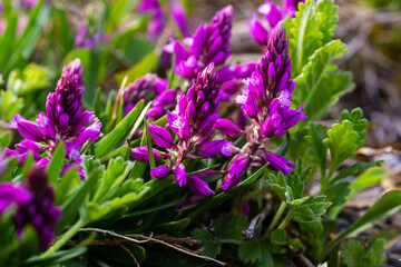 Polygala vulgaris, known as the common milkwort, is a herbaceous perennial plant of the family Polygalaceae. Polygala vulgaris subsp. oxyptera, Polygalaceae. Wild plant shot in summer