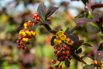Berberis thunbergii japanese barberry ornamental flowering shrub, group of beautiful small yellow petal flowers in bloom, purple reddish leaves