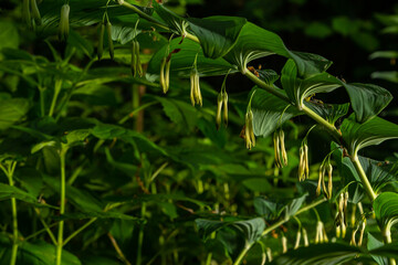 Polygonatum multiflorum, the Solomon's seal, David's harp, ladder-to-heaven or Eurasian Solomon's...
