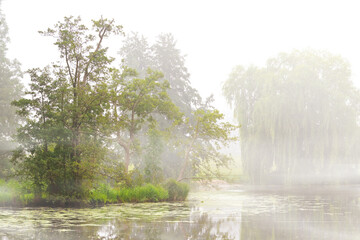 Foggy morning at the lake shore with trees, reeds and waterlily leaves on the water, idyllic...