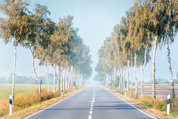 Birch trees along each side of a country road avenue between field in an agricultural landscape on...