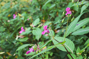 Pink flowers and green leaves of Himalayan balsam (Impatiens glandulifera), in some areas of Europe the plant is combatted as an invasive neophyte, copy space, selected focus