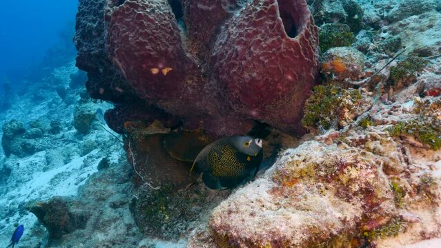 Angelfish in the coral reef of the Caribbean Sea
