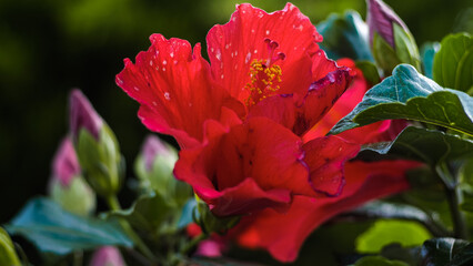 Obraz premium Macro de pétales de fleurs, dans un jardin