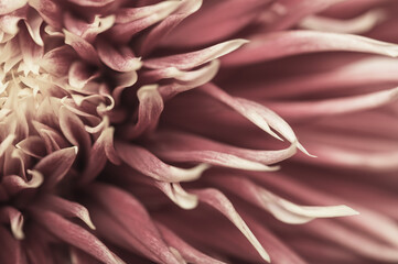 Abstract image of dahlia petals. Autumn pastel floral background..Selective focus.
