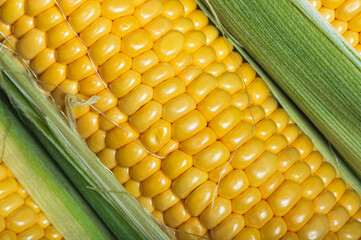 Ripe fresh corn cobs close up.New harvest.Selective focus.