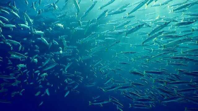 Close-up, large school of Barracudas floating calmly in blue ocean in bright sunbeams on sunny day, slow motion. Shoal of Yellow-tailed Barracuda (Sphyraena flavicauda)