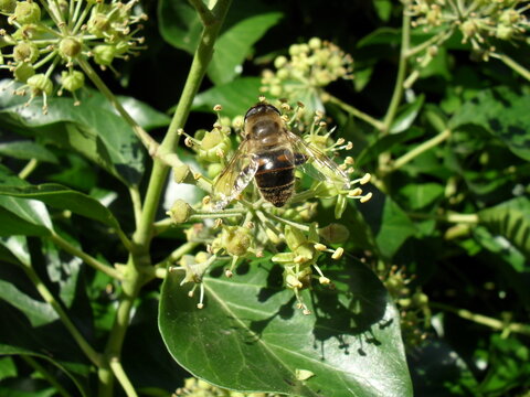 Fleurs et abeille butinant