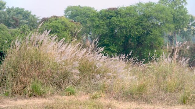 In bengal Kash flowers sway in the autumn breeze, marking a festive season's vibrant, natural beauty.
