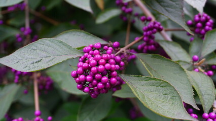 Callicarpa japonica or Japanese beautyberry branch with leaves and  large clusters purple berries  close up.