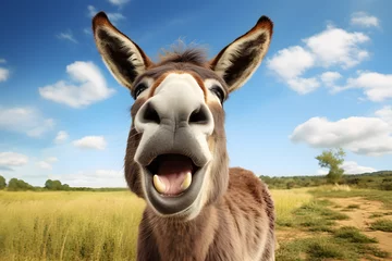 Gordijnen portrait of a donkey in the field © sam