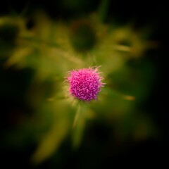 abstract detail of flowering thistle