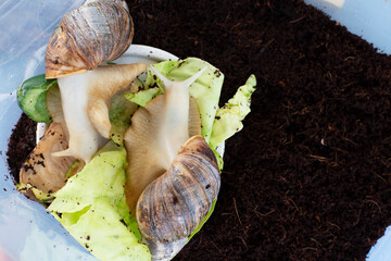Large light brown Achatina snails. Achatina snails eat cucumbers and lettuce. A pair of snails sits in a plastic container.