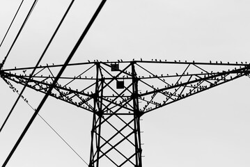 Birds perched on a high-voltage mast