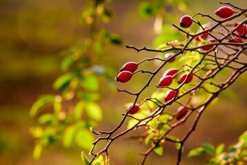 Ripe rosehip fruit at golden hour