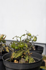 Small tomatoes for growing at home on the windowsill. Small bush with green cherry tomatoes. Growing tomatoes in the garden.