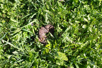 Obraz premium Dog excrement on the grass. Shit in the street.