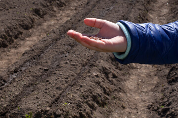 A small hand holds seeds in the background of plowed and prepared land for planting.