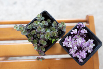 Callisia green and pink. Seedlings of callisia flowers. Plants on a wooden table. Modern indoor plants.